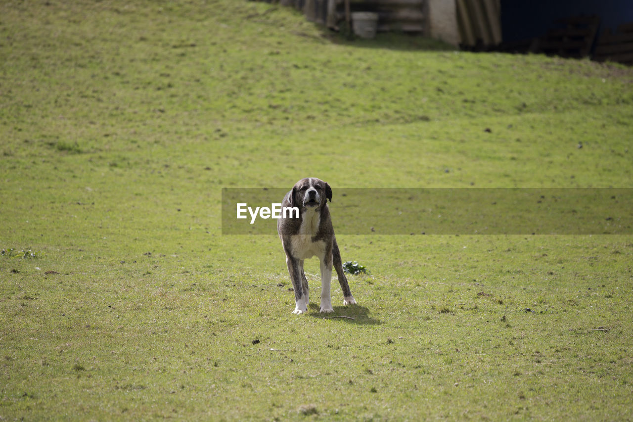 A mastiff is barking