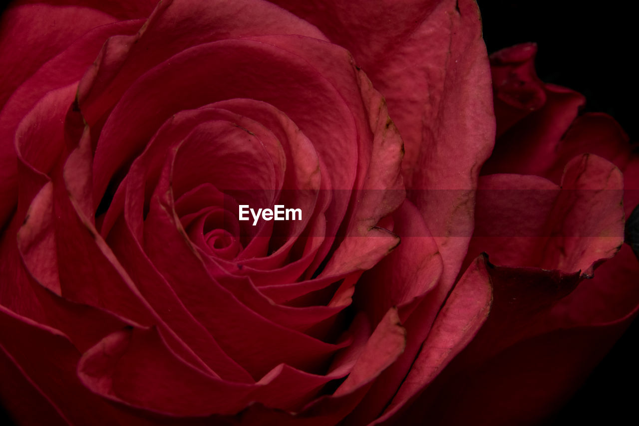 CLOSE-UP OF RED ROSES