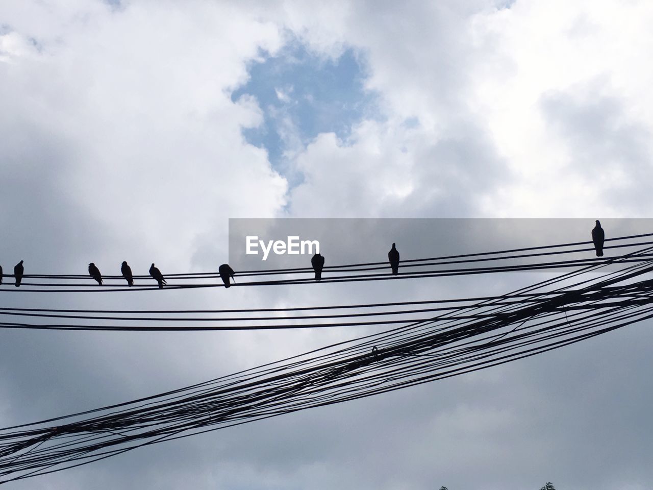 LOW ANGLE VIEW OF BIRDS ON CABLE AGAINST SKY