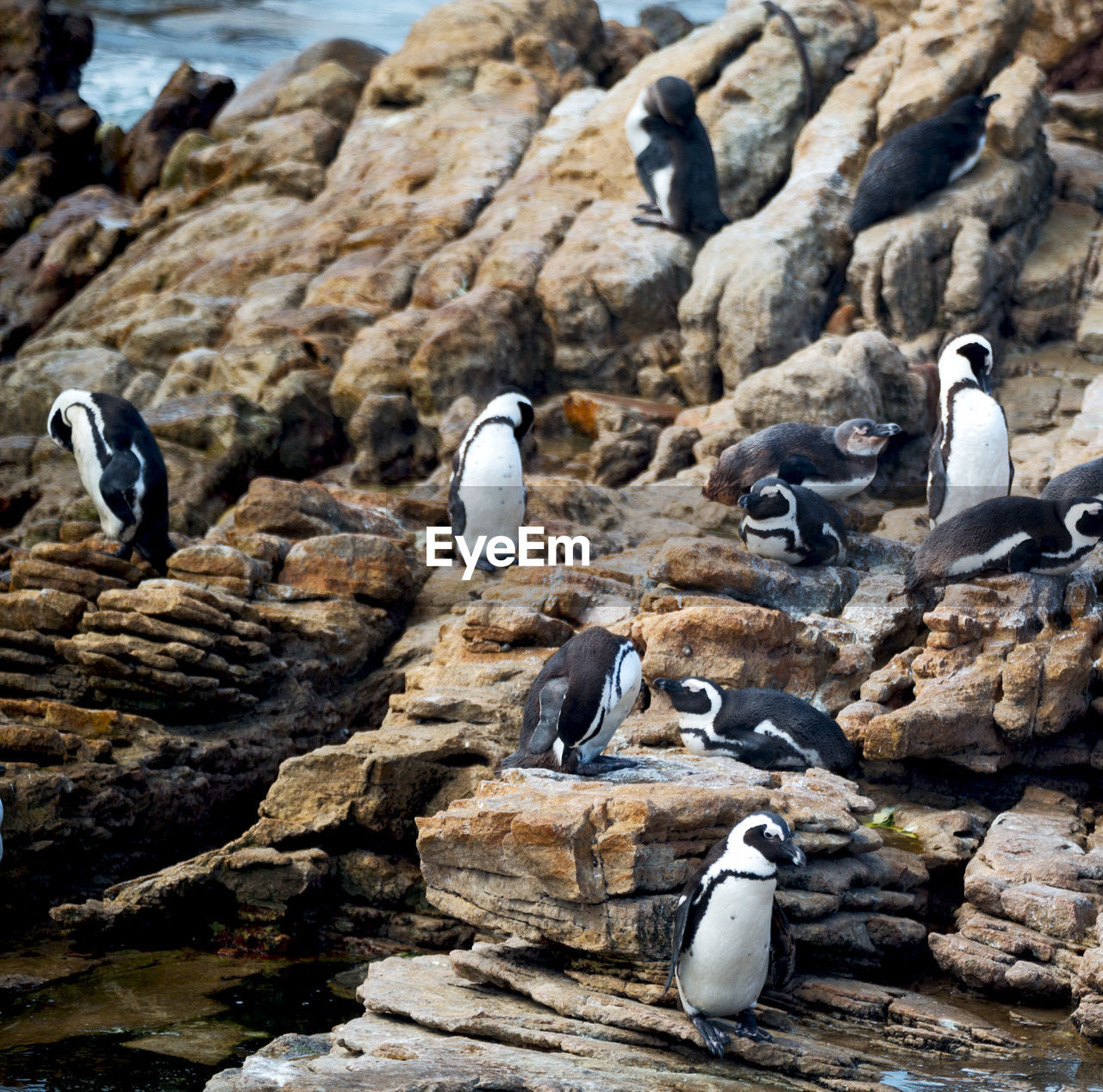 VIEW OF PENGUINS ON ROCK