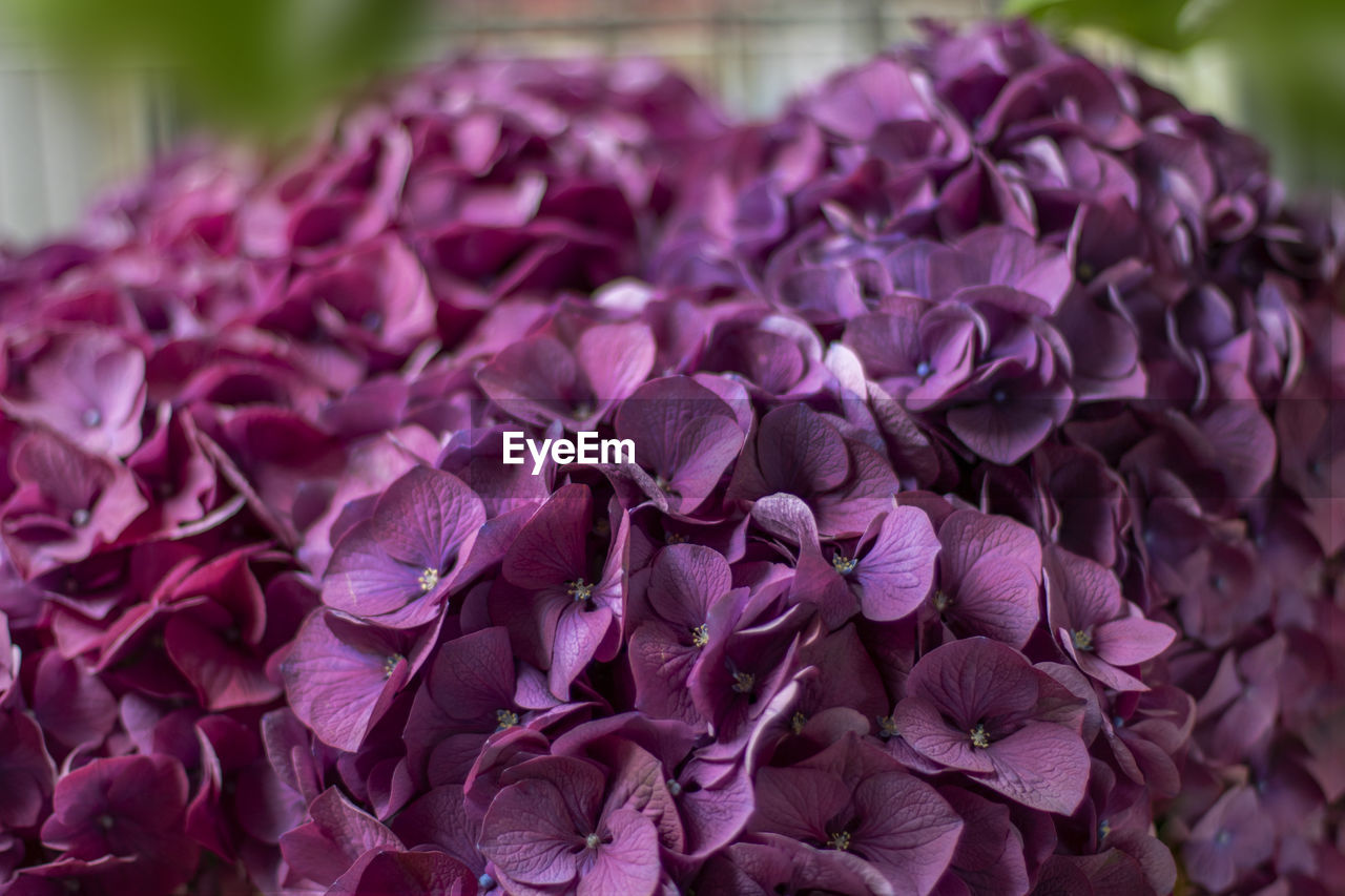 CLOSE-UP OF PINK ROSES