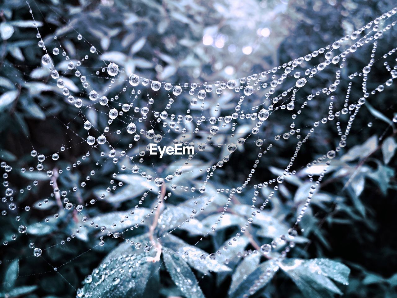 Close-up of water drops on spider web