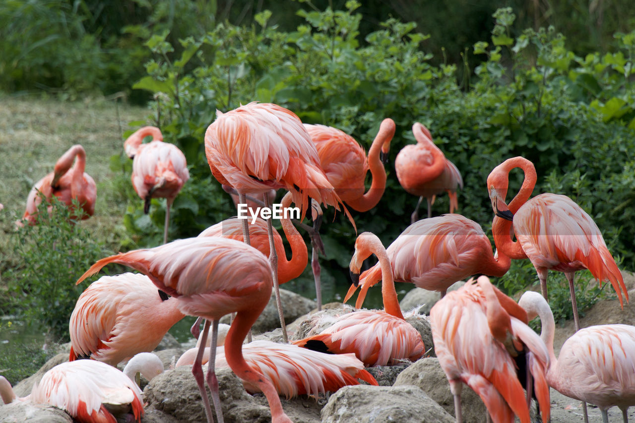 flamingo, animal, animal wildlife, animal themes, wildlife, pink, bird, large group of animals, group of animals, water bird, colony, nature, water, beauty in nature, zoo, no people, flock of birds, beak, feather, wading, lake, travel destinations, day, plant, standing, outdoors, animal body part, wildlife reserve, orange color