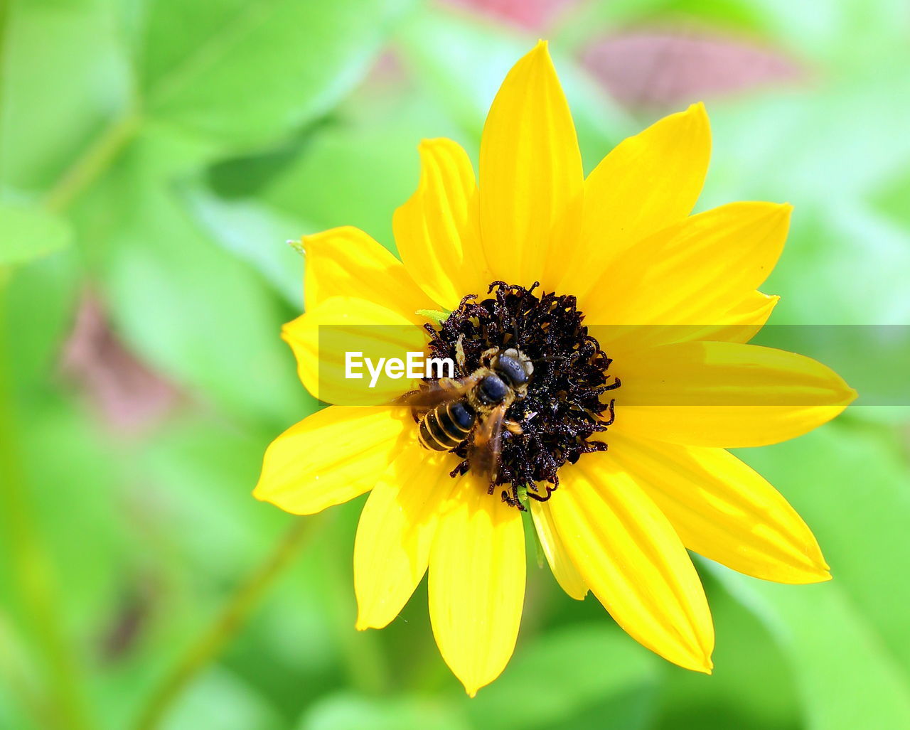 CLOSE-UP OF BEE ON YELLOW FLOWER