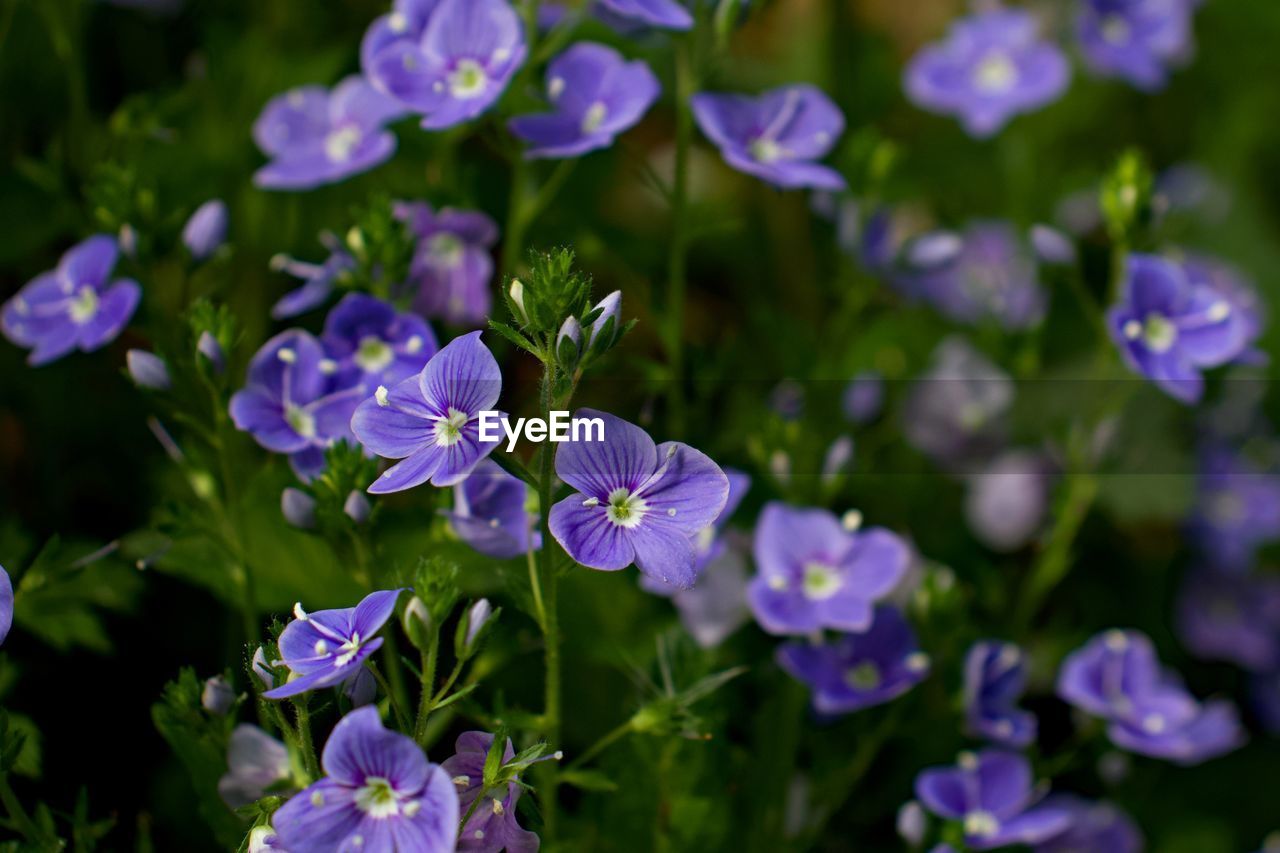 Close-up of purple flowering plants