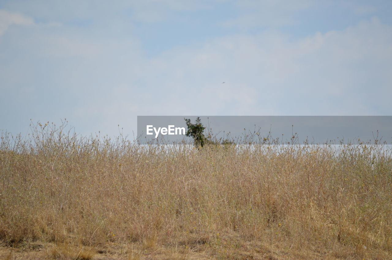 PLANTS GROWING IN FIELD AGAINST SKY