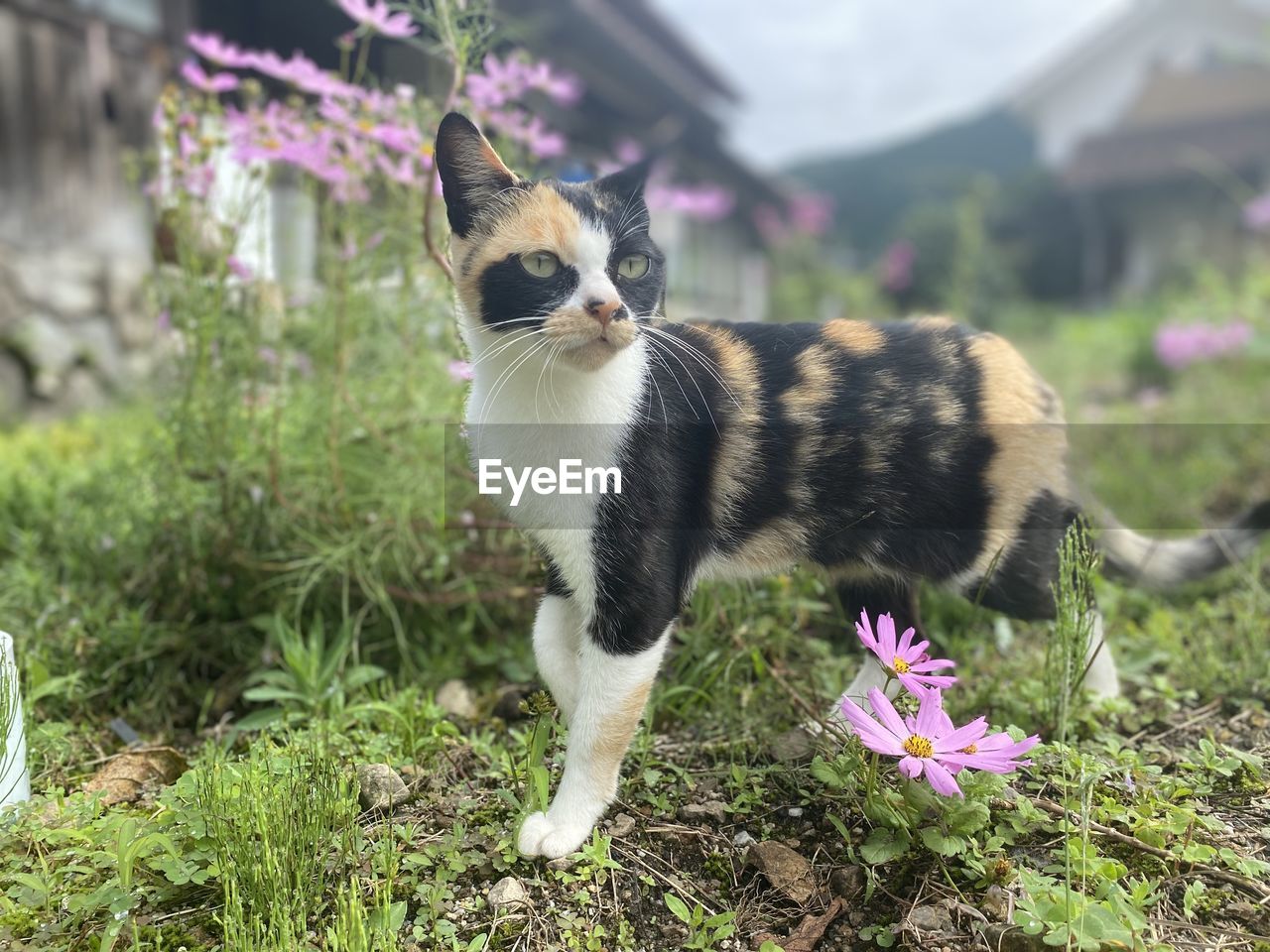 animal, animal themes, mammal, one animal, pet, domestic animals, plant, flowering plant, flower, cat, domestic cat, grass, nature, feline, no people, front or back yard, carnivore, cute, portrait, young animal, small to medium-sized cats, felidae, outdoors, day, looking, beauty in nature