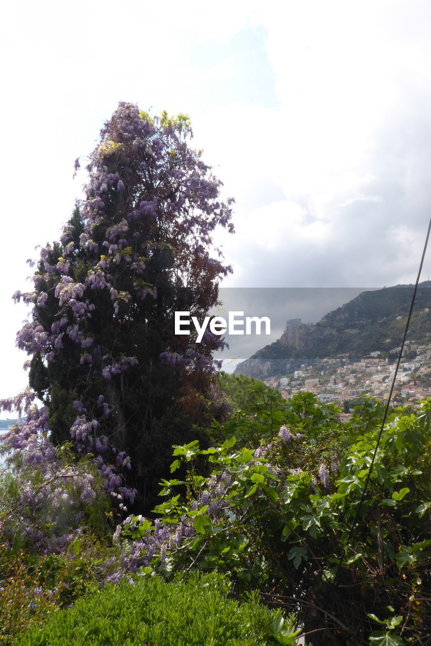 plant, tree, nature, sky, cloud, sunlight, leaf, low angle view, flower, day, beauty in nature, outdoors, growth, no people, water, scenics - nature, environment