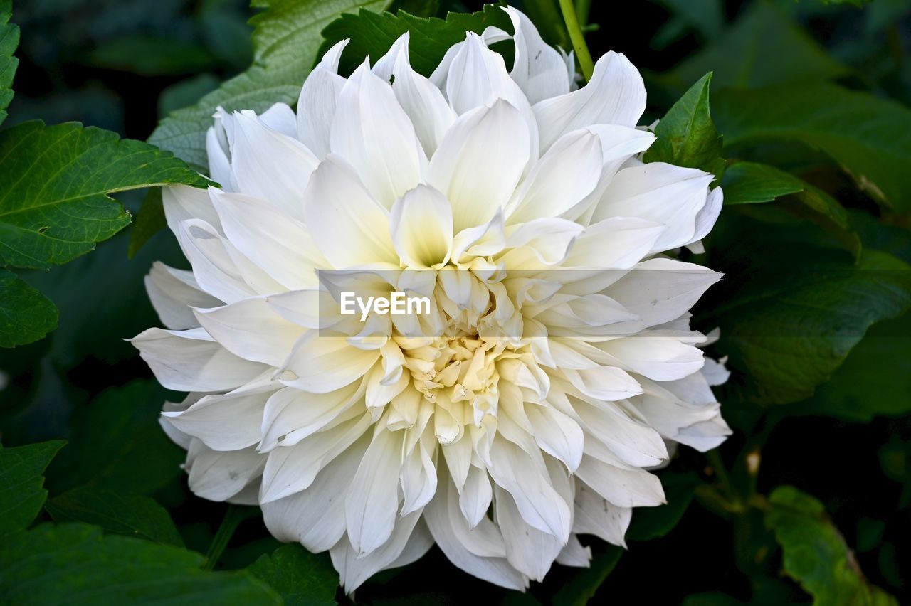 Close-up of white dahlia flower