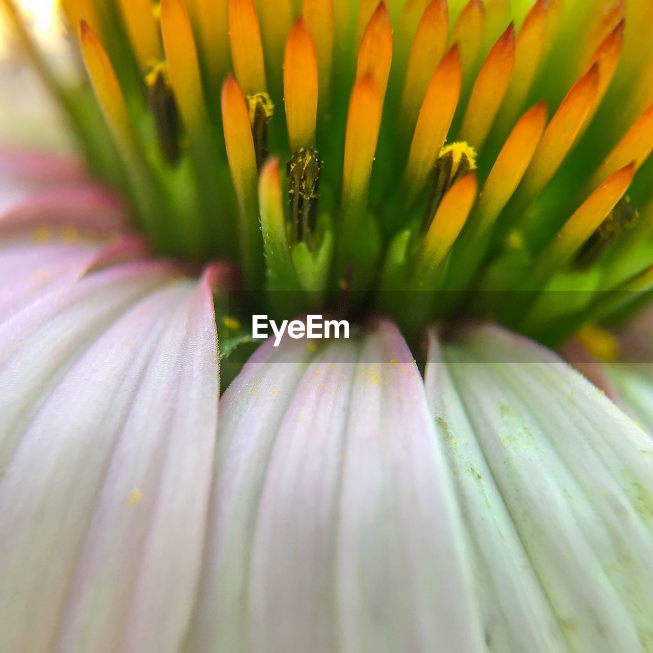 Extreme close-up of coneflower blooming in park