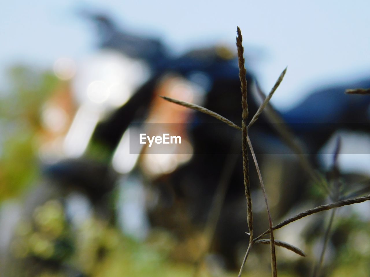 CLOSE-UP OF FRESH PLANTS AGAINST SKY