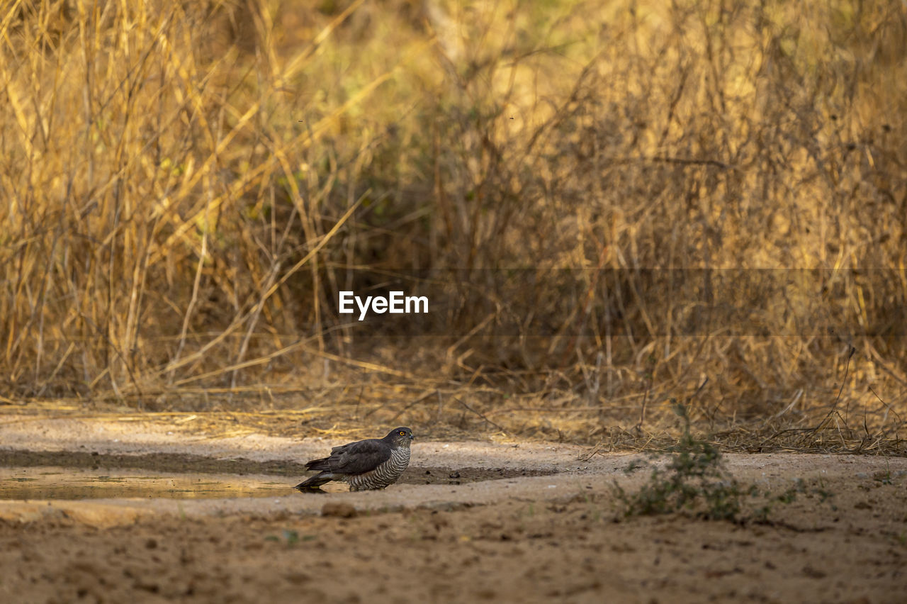 SIDE VIEW OF A BIRD ON THE GROUND