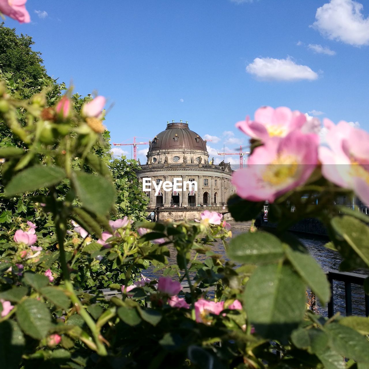 VIEW OF PINK FLOWERING PLANT AGAINST SKY