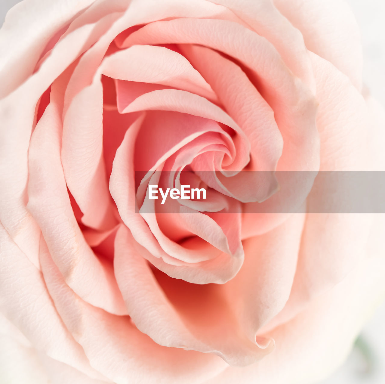 CLOSE-UP OF ROSE FLOWER