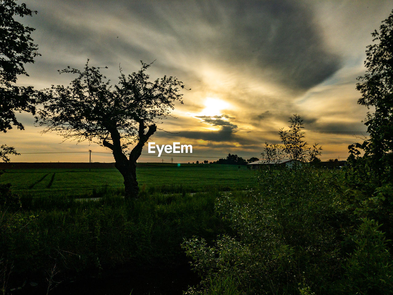 TREES ON FIELD AGAINST SKY