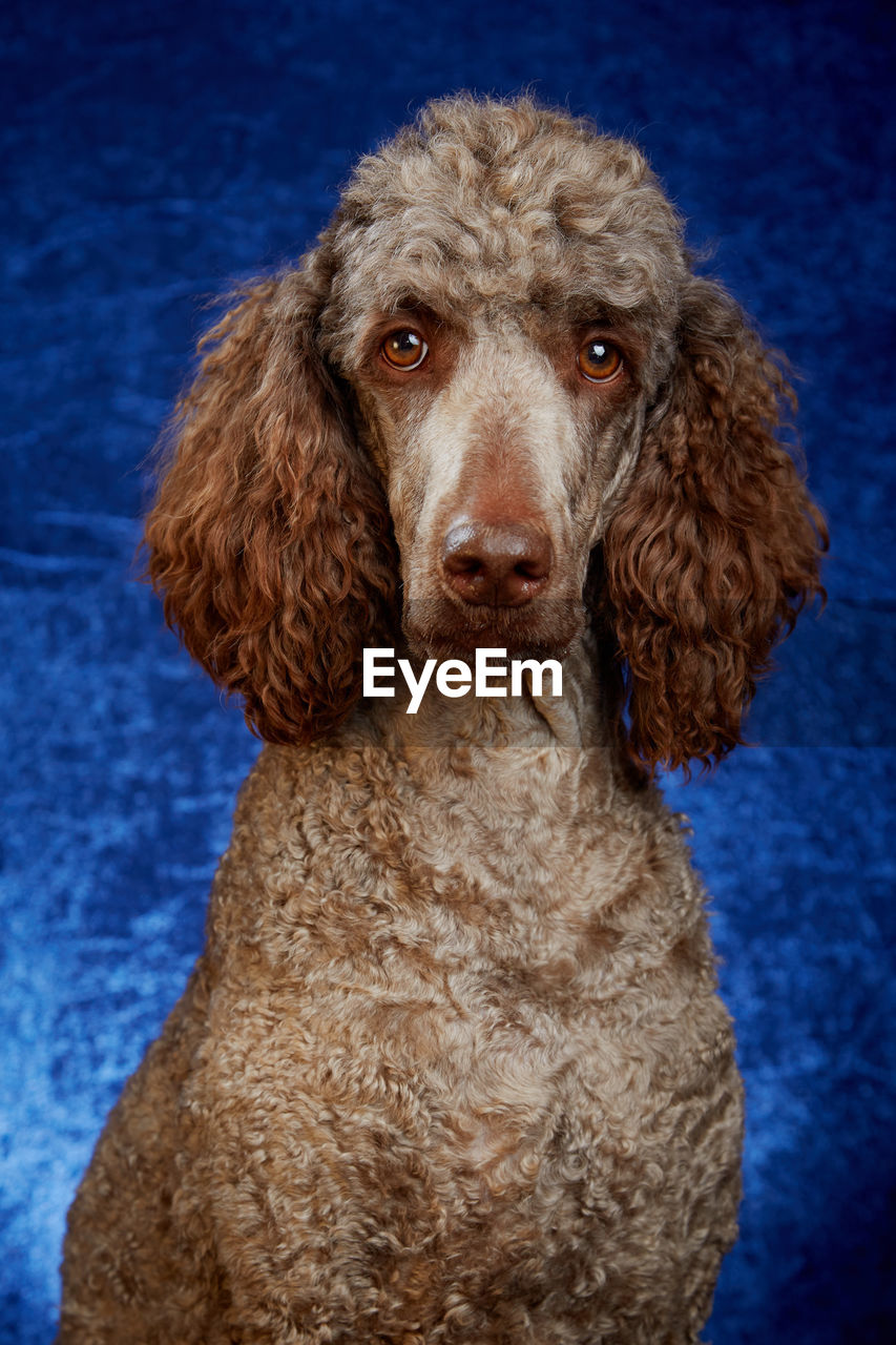 Portrait of standard poodle against blue background