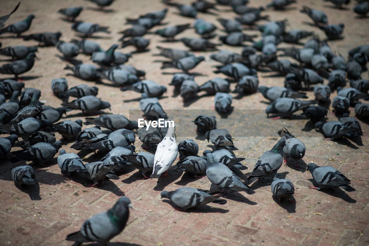 High angle view of pigeons on footpath