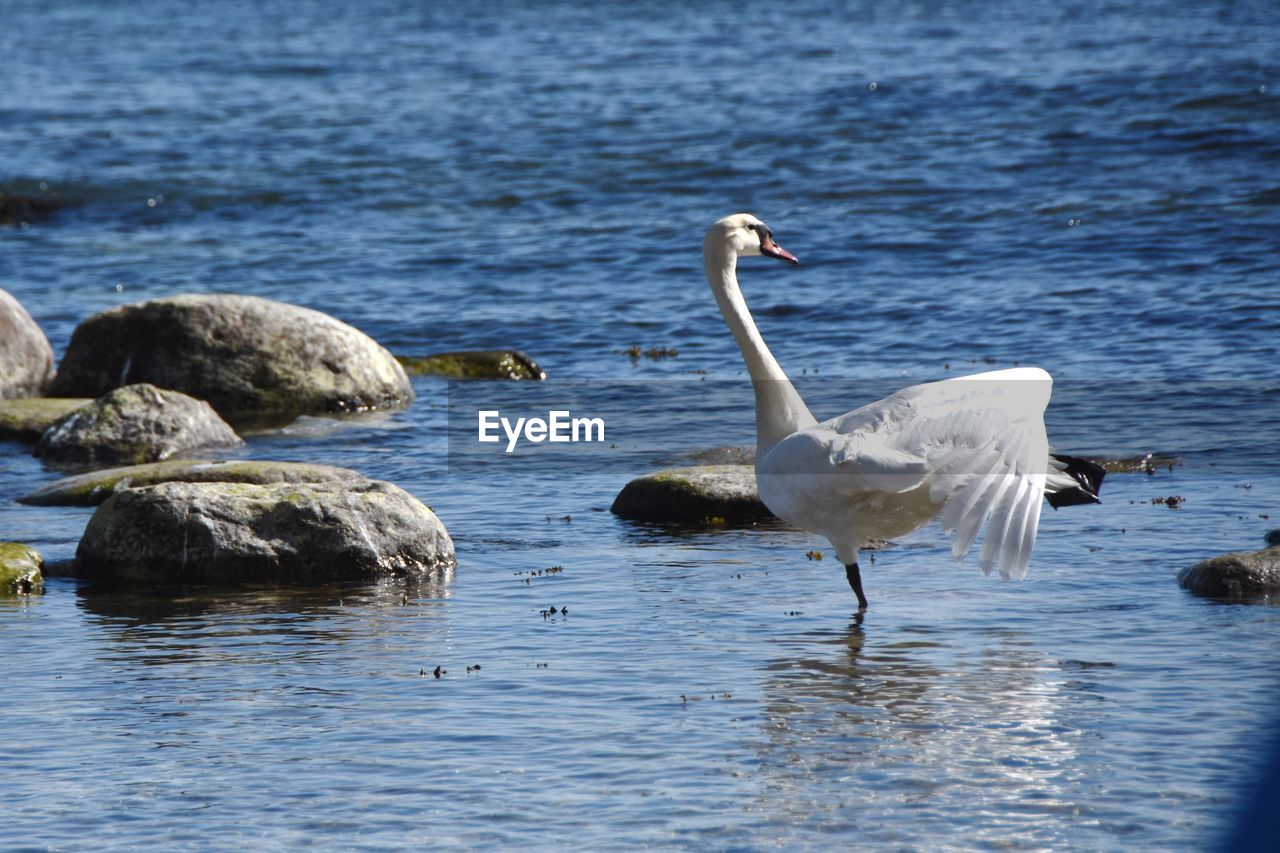 Swan in sea