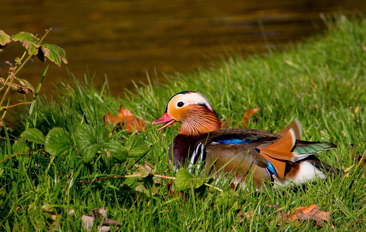 Mandarin duck relaxing on grass