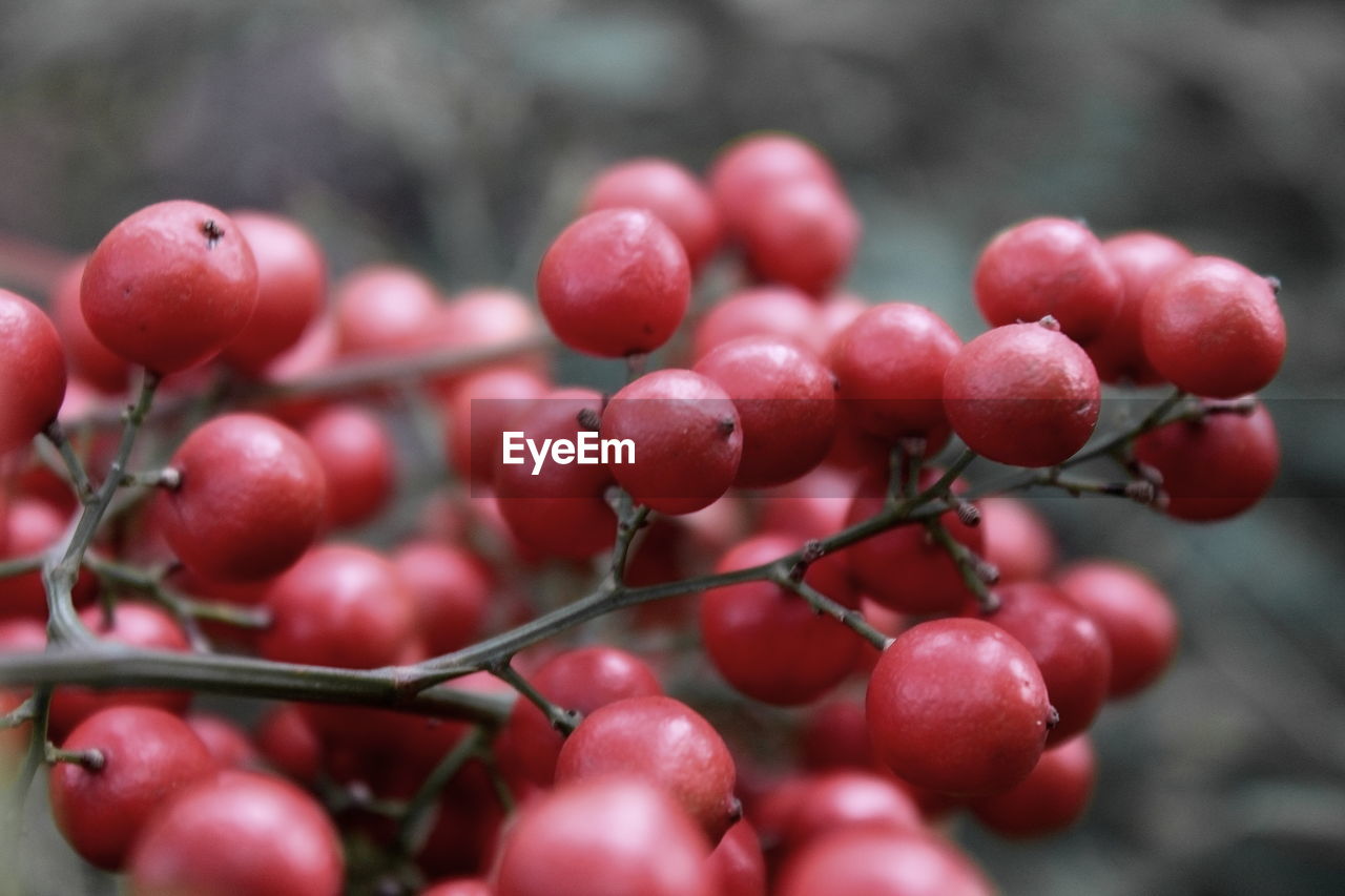 Close-up of berries growing on tree