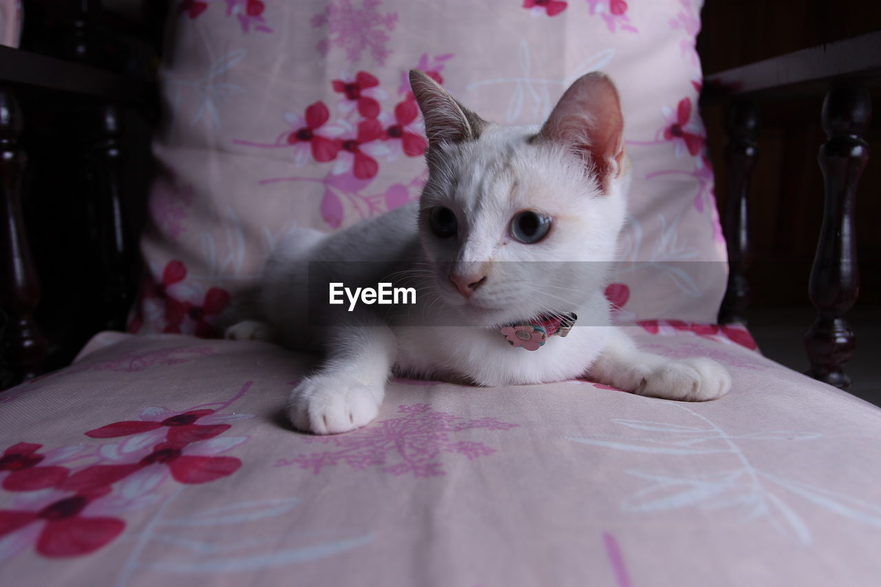 Portrait of white cat on bed at home
