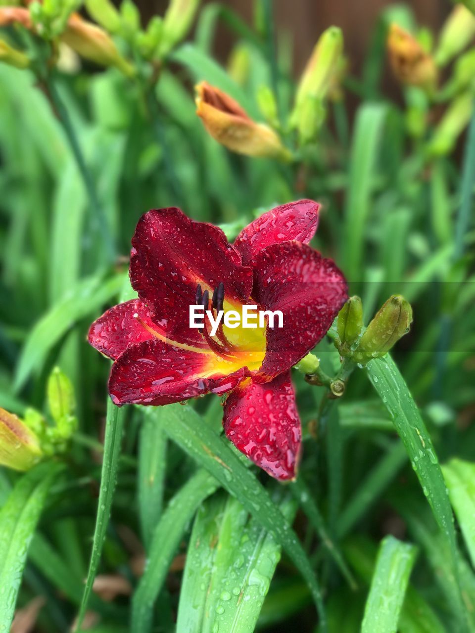 CLOSE-UP OF WET RED FLOWERS