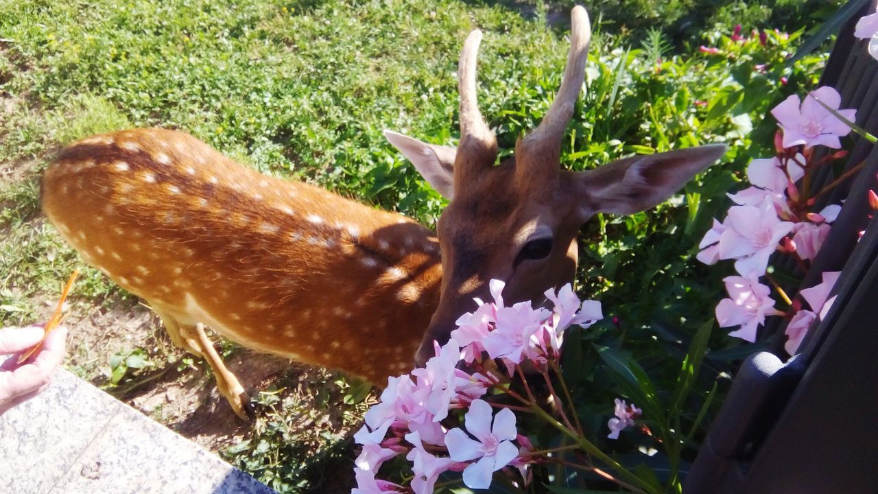 CLOSE-UP OF AN ANIMAL