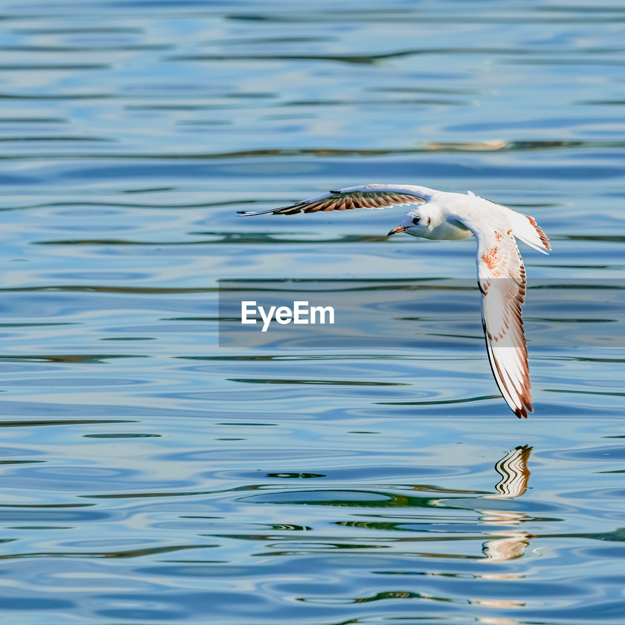 SEAGULL FLYING ABOVE LAKE