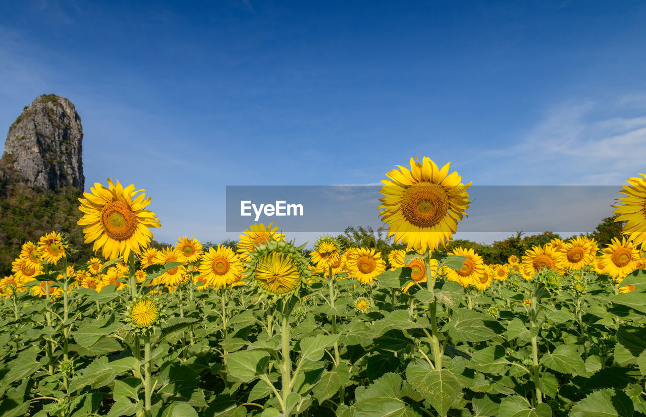 Beautiful sunflower field on summer with big mountain and blue sky