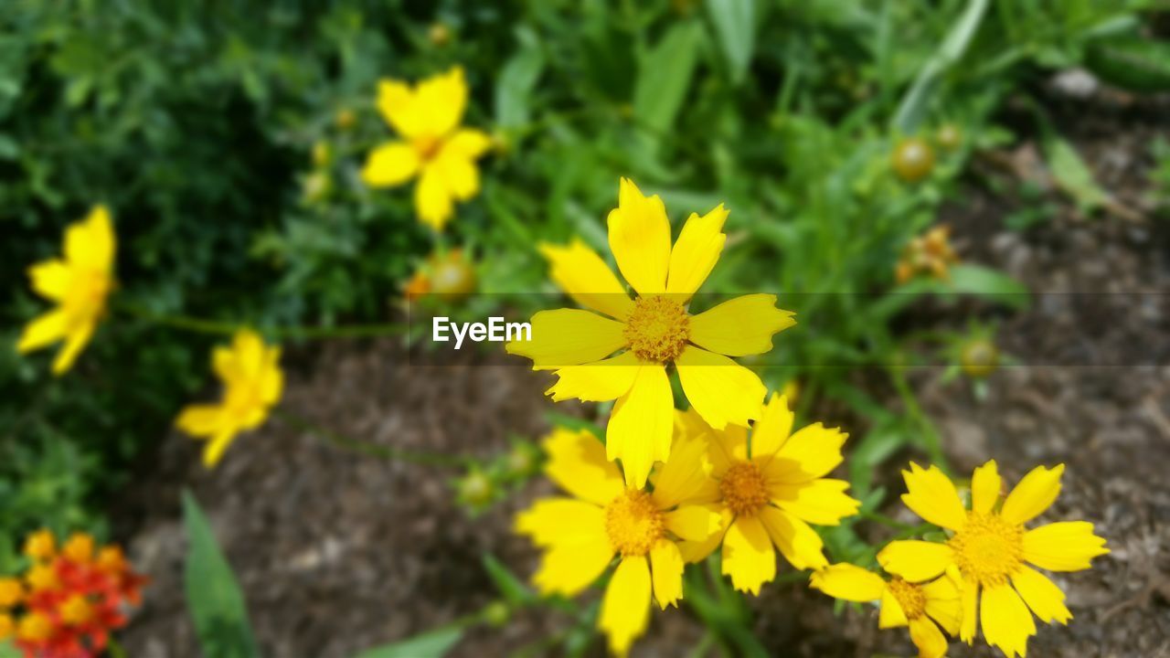 CLOSE-UP OF YELLOW FLOWERS BLOOMING IN FIELD