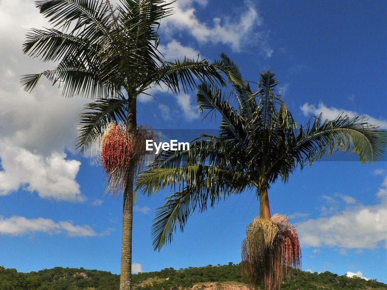 Low angle view of palm trees against blue sky