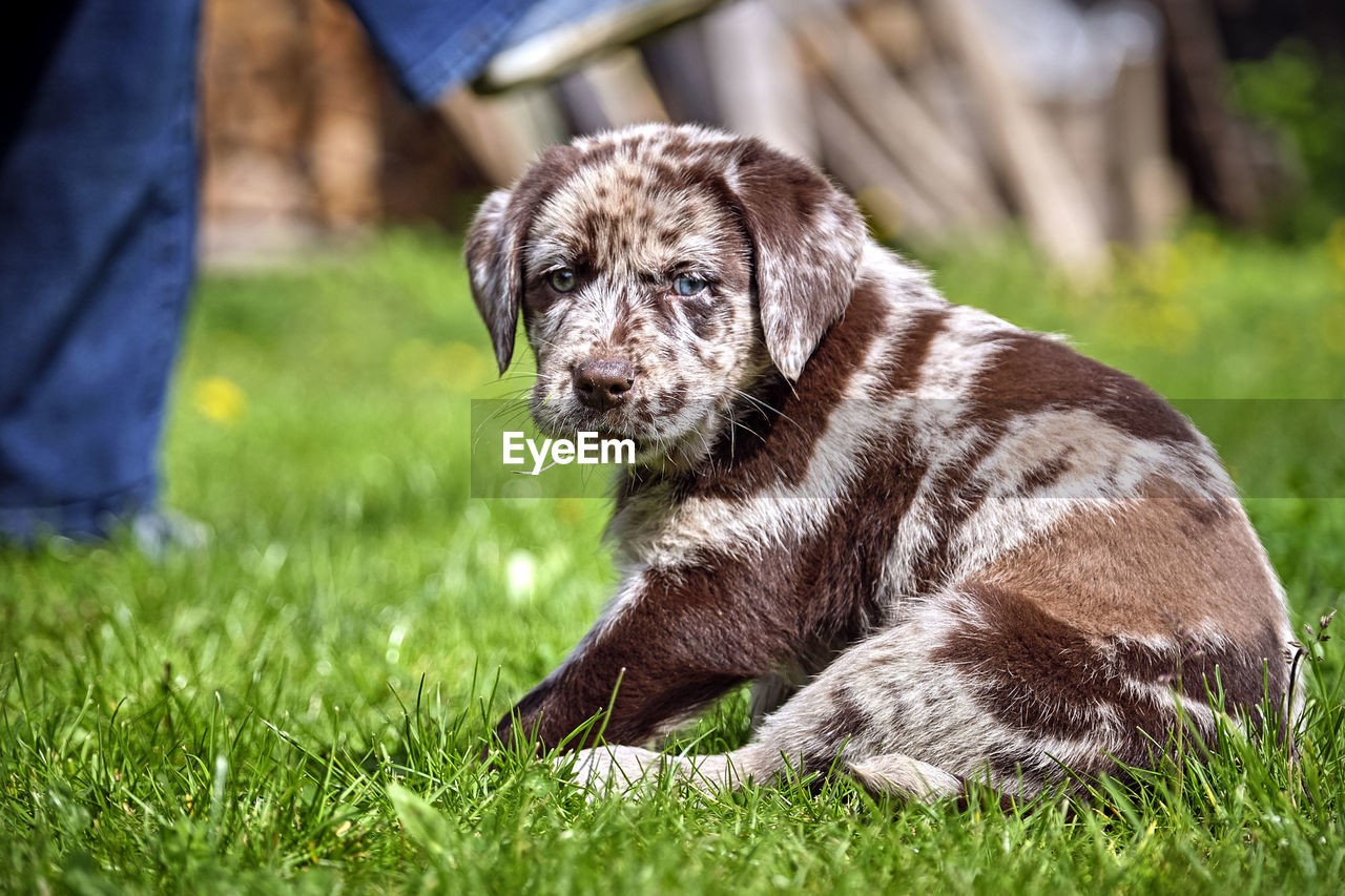 HIGH ANGLE VIEW OF PUPPY ON FIELD BY GRASS