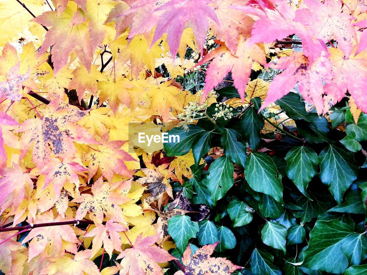 Close-up of plants during autumn