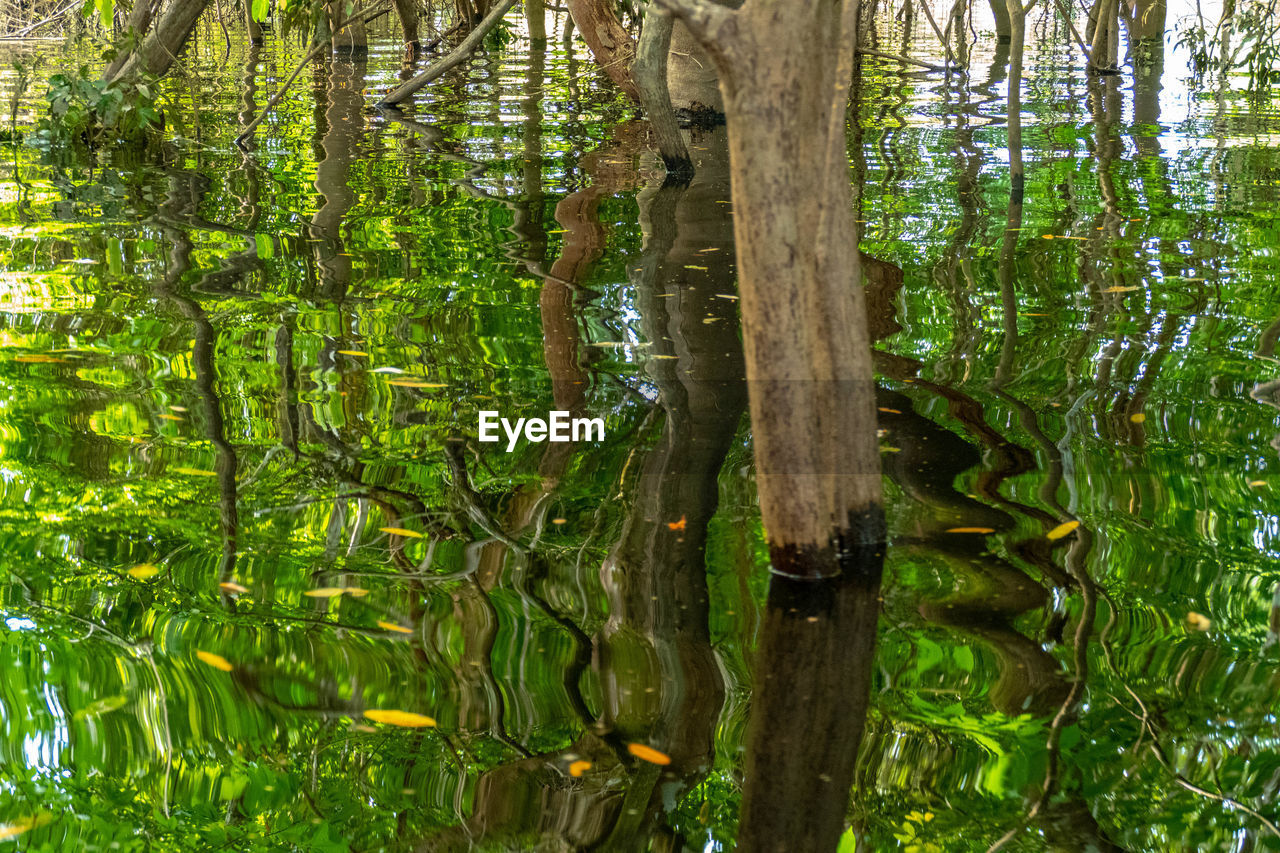 TREES GROWING IN FOREST