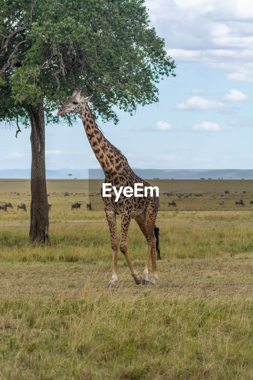 Giraffe in a field
