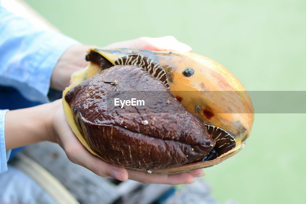 Cropped hands of person holding food