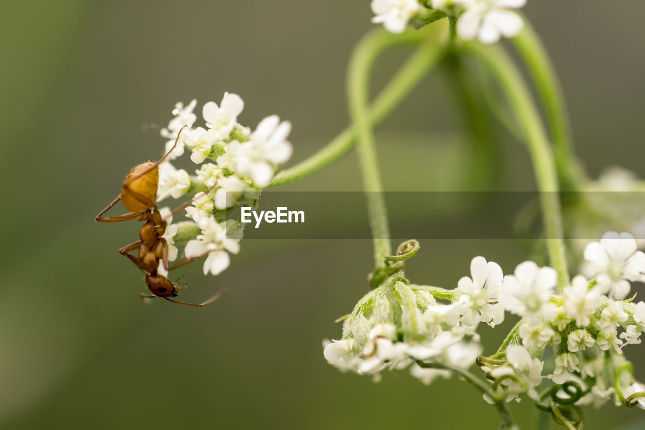 Close-up of insect on flower