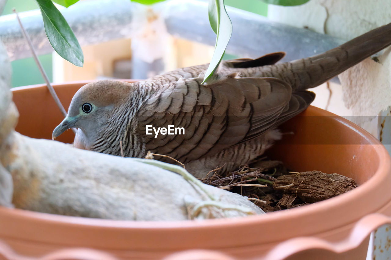 CLOSE-UP OF A BIRD IN NEST