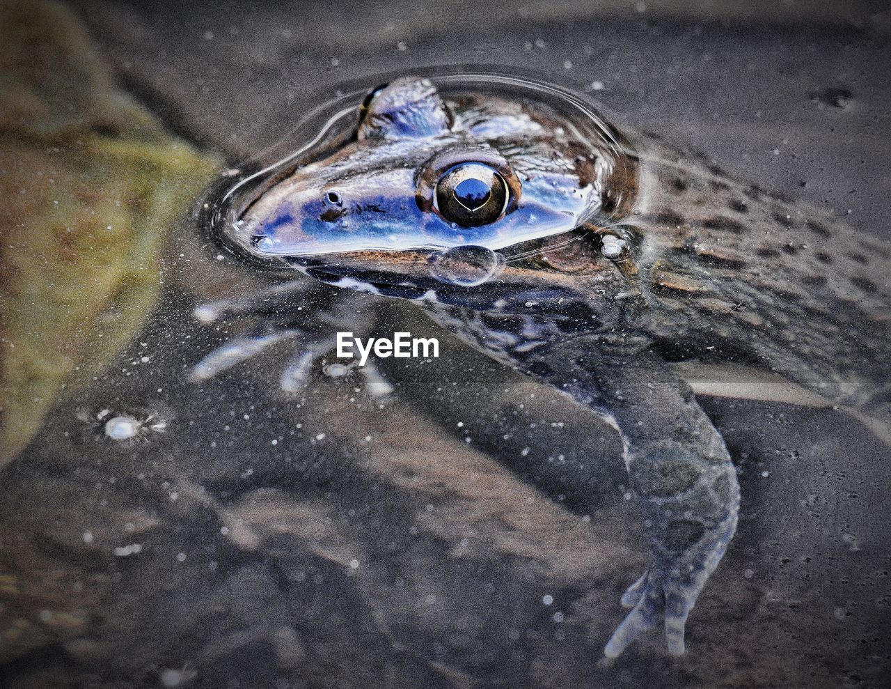 High angle view of frog swimming in pond