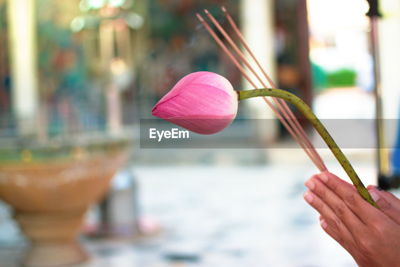 Close-up of hand holding lotus and incense sticks while praying