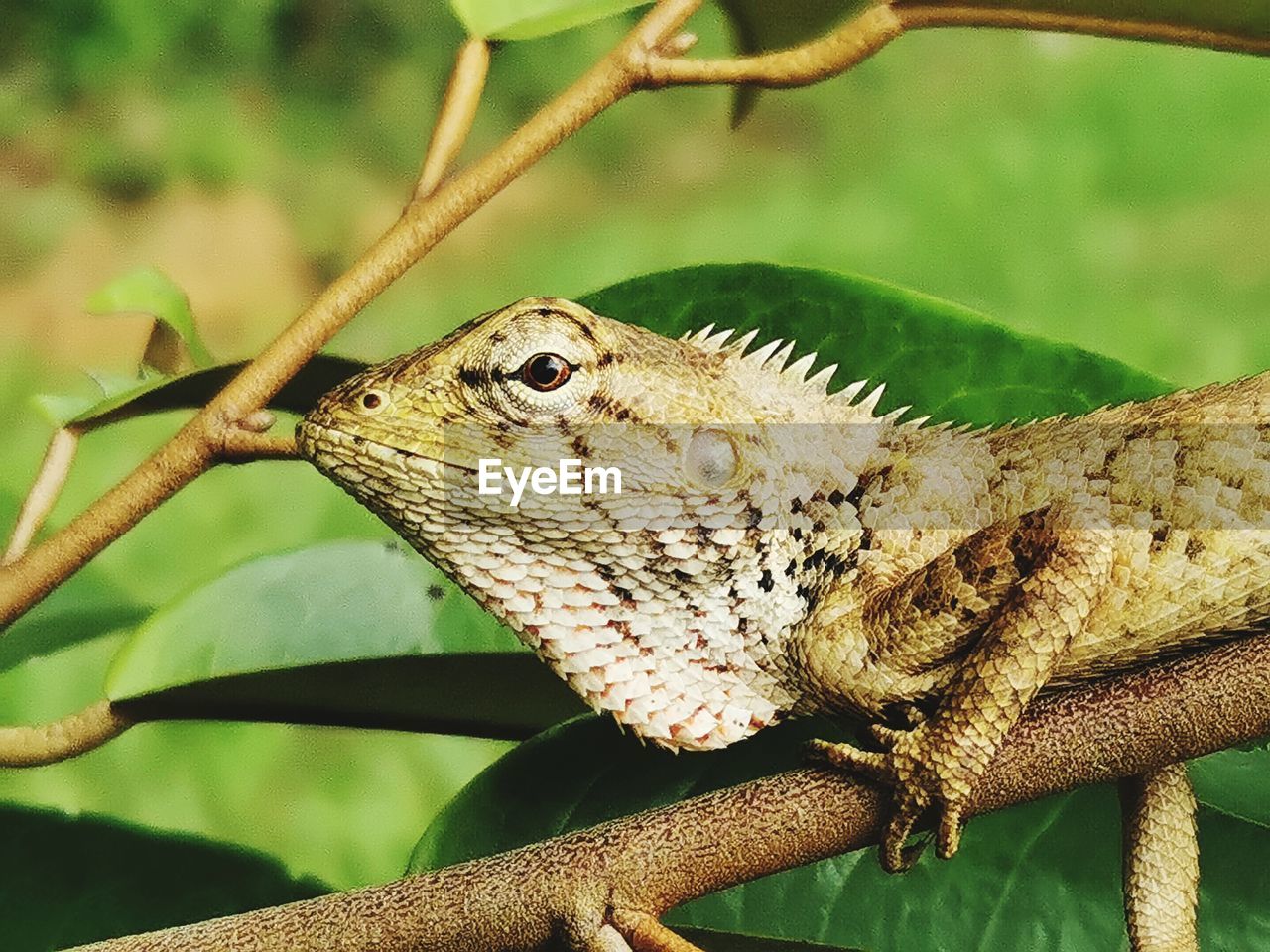 CLOSE-UP OF LIZARD ON BRANCH