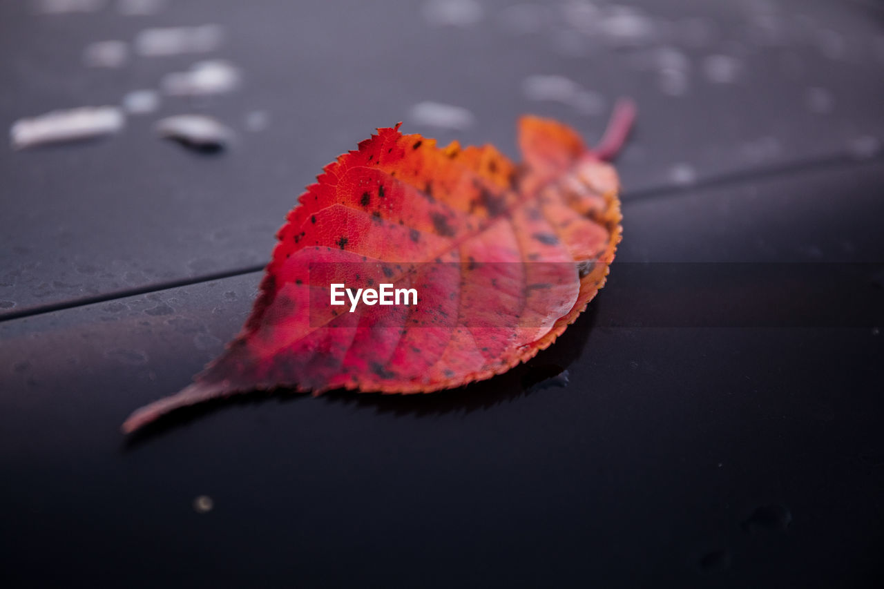 Close-up of maple leaf on wet autumn leaves