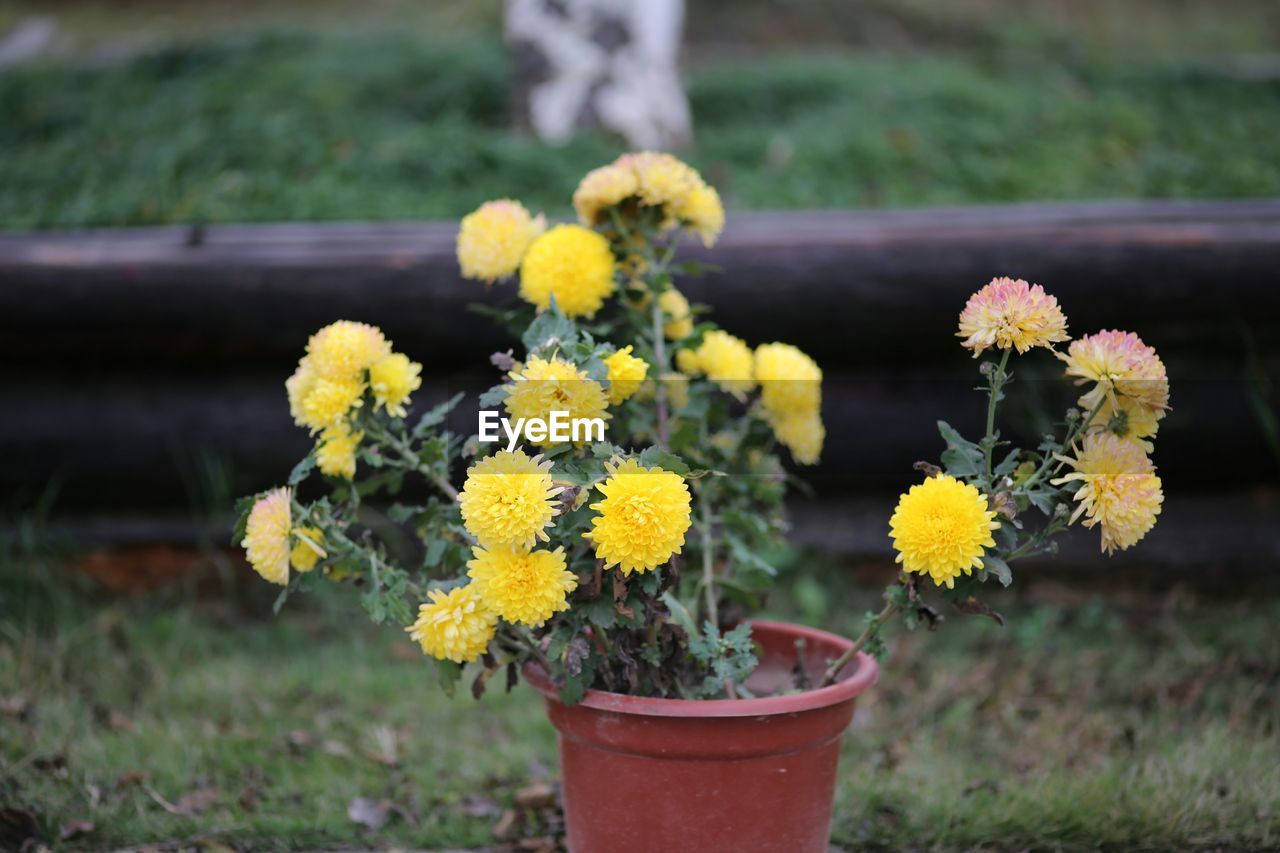 YELLOW FLOWERS IN POT