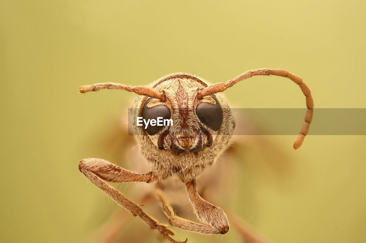 CLOSE-UP OF AN INSECT ON PLANT