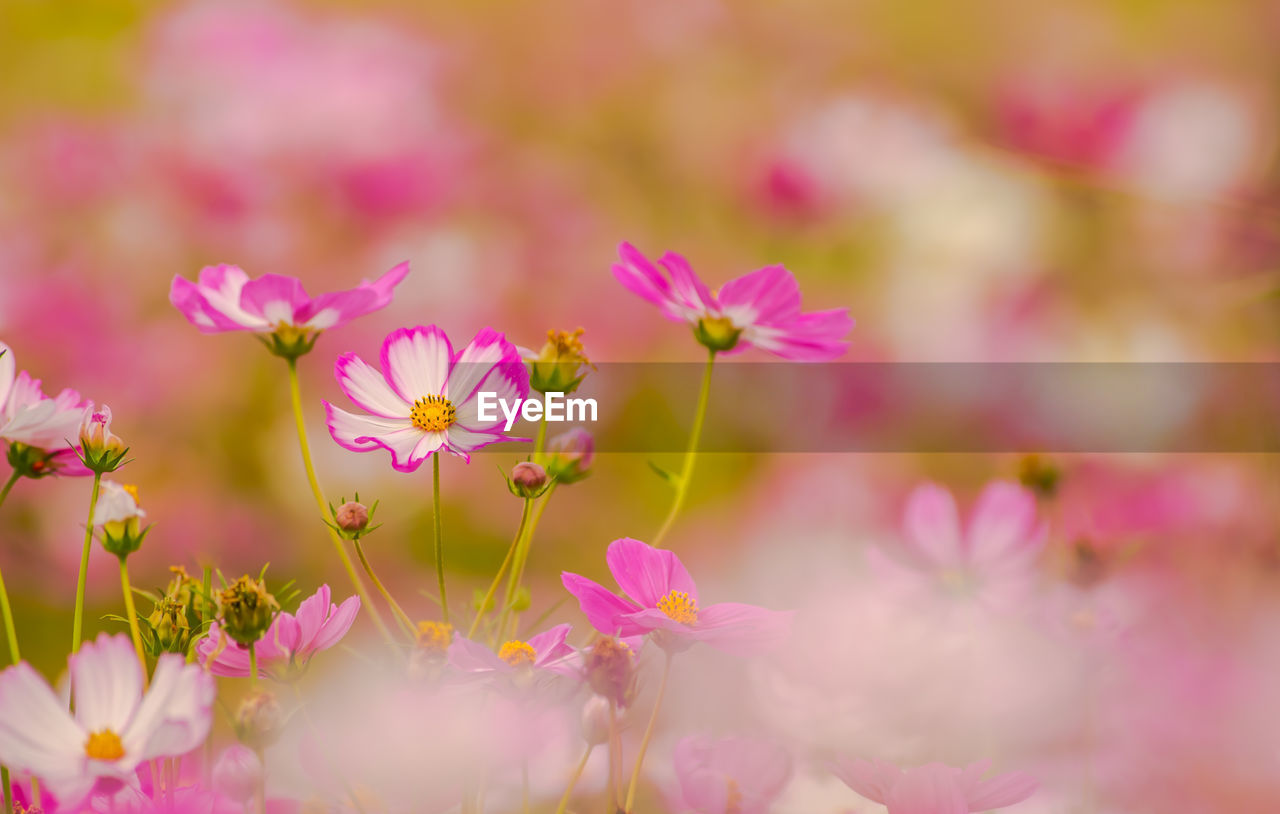 Close-up of pink cosmos flowers growing on field