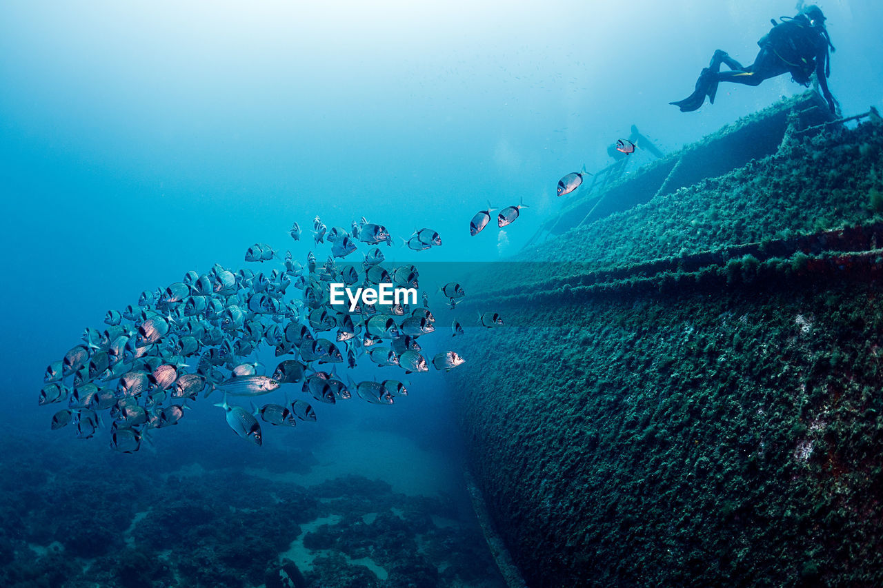 Professional diver swimming near old sunken ship covered with moss on bottom in deep clear sea with school of fish