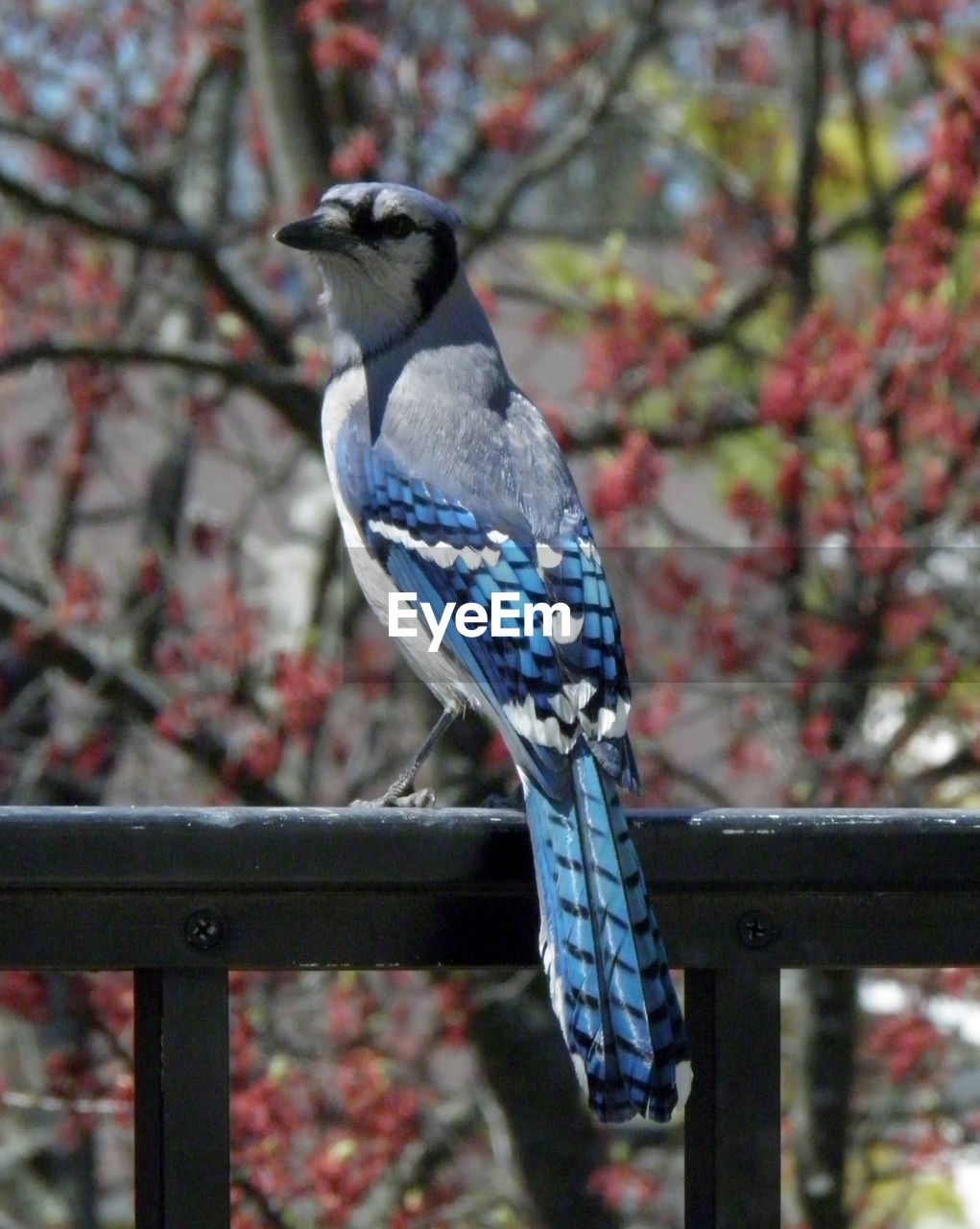 BIRD PERCHING ON BRANCH