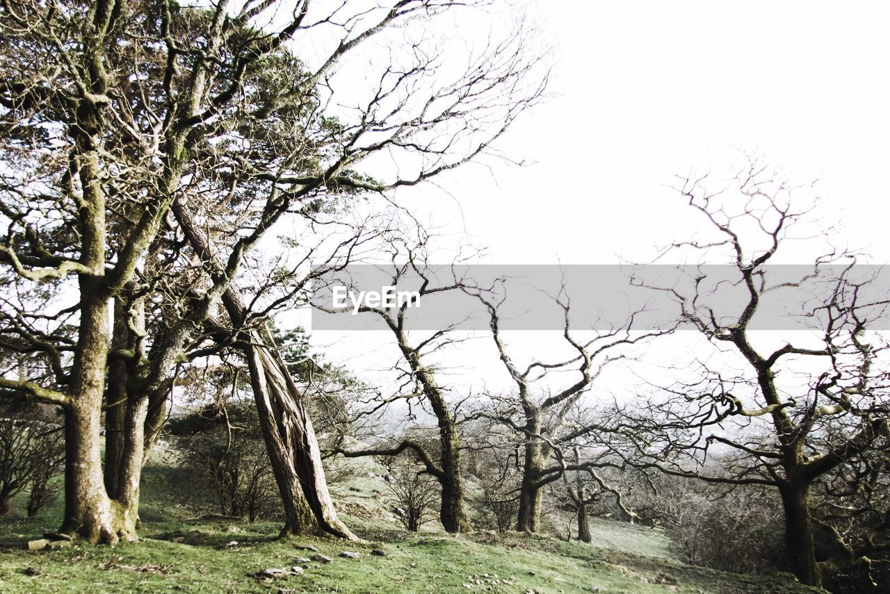 VIEW OF BARE TREES AGAINST SKY