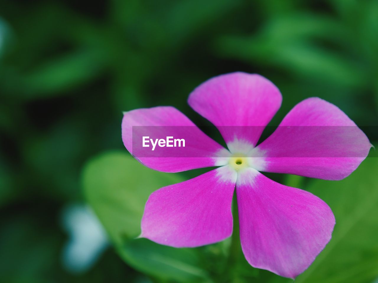 CLOSE-UP OF FRESH PINK FLOWER BLOOMING OUTDOORS