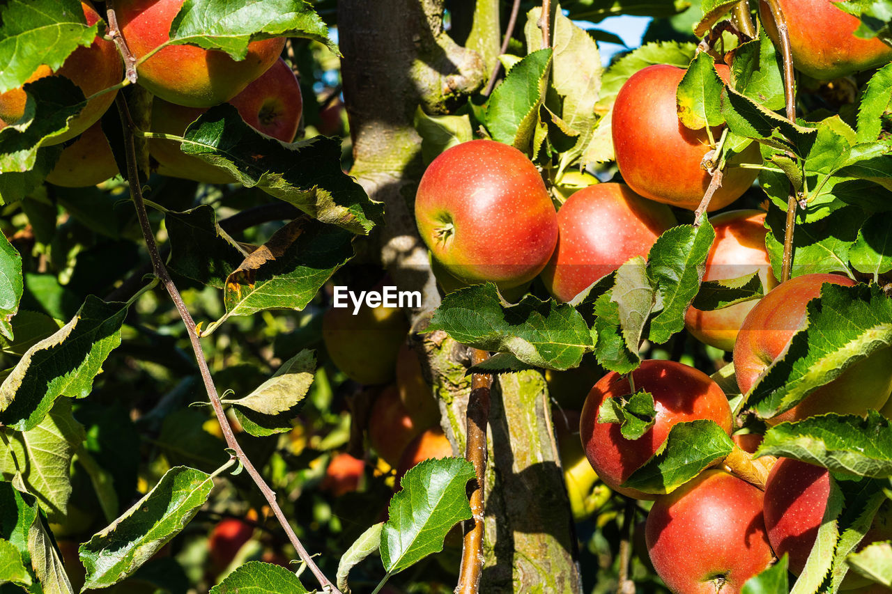 CLOSE-UP OF APPLE GROWING ON TREE